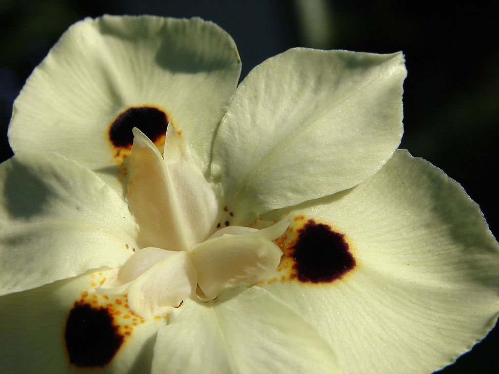 Moreia planta - Como plantar, Cultivar e Significados da flor