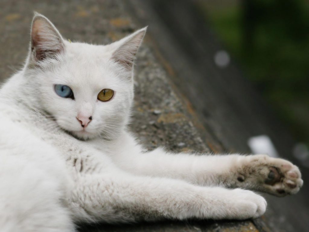 O gato angorá tem origem turca e pode ter olhos de duas cores.