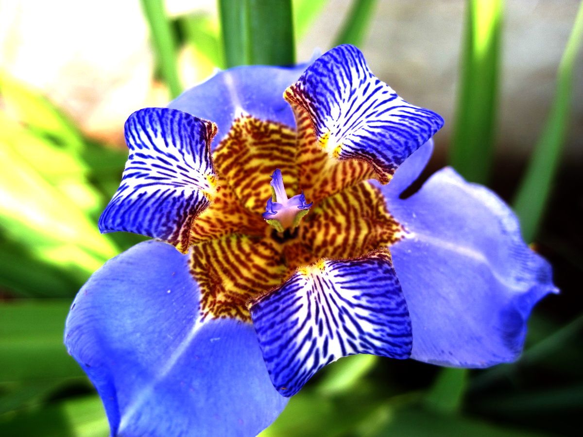 flor-iris-azul - HomeIT