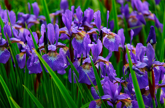 flor-de-iris-canteiro-azul