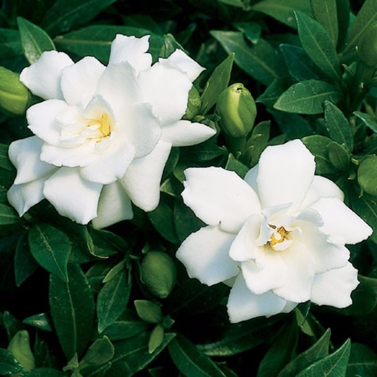 Gardênia - Características da flor, Significado e Como cultivar