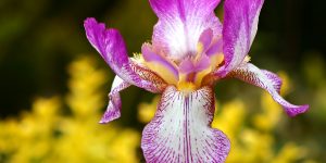 flor-de-iris
