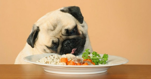 Alimentação Natural Feita Para Cachorros: Aprenda Aqui!