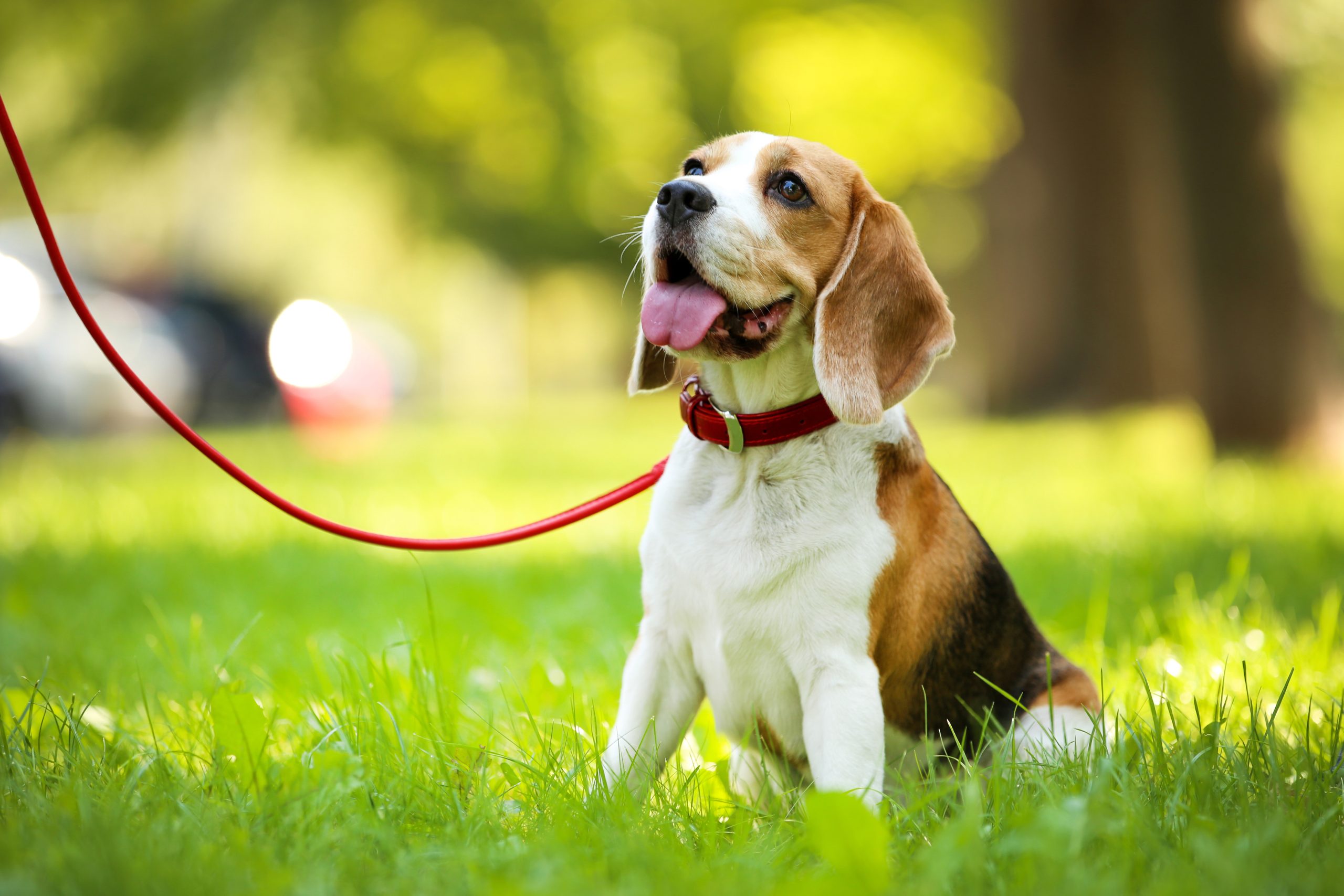 beagle em grama
