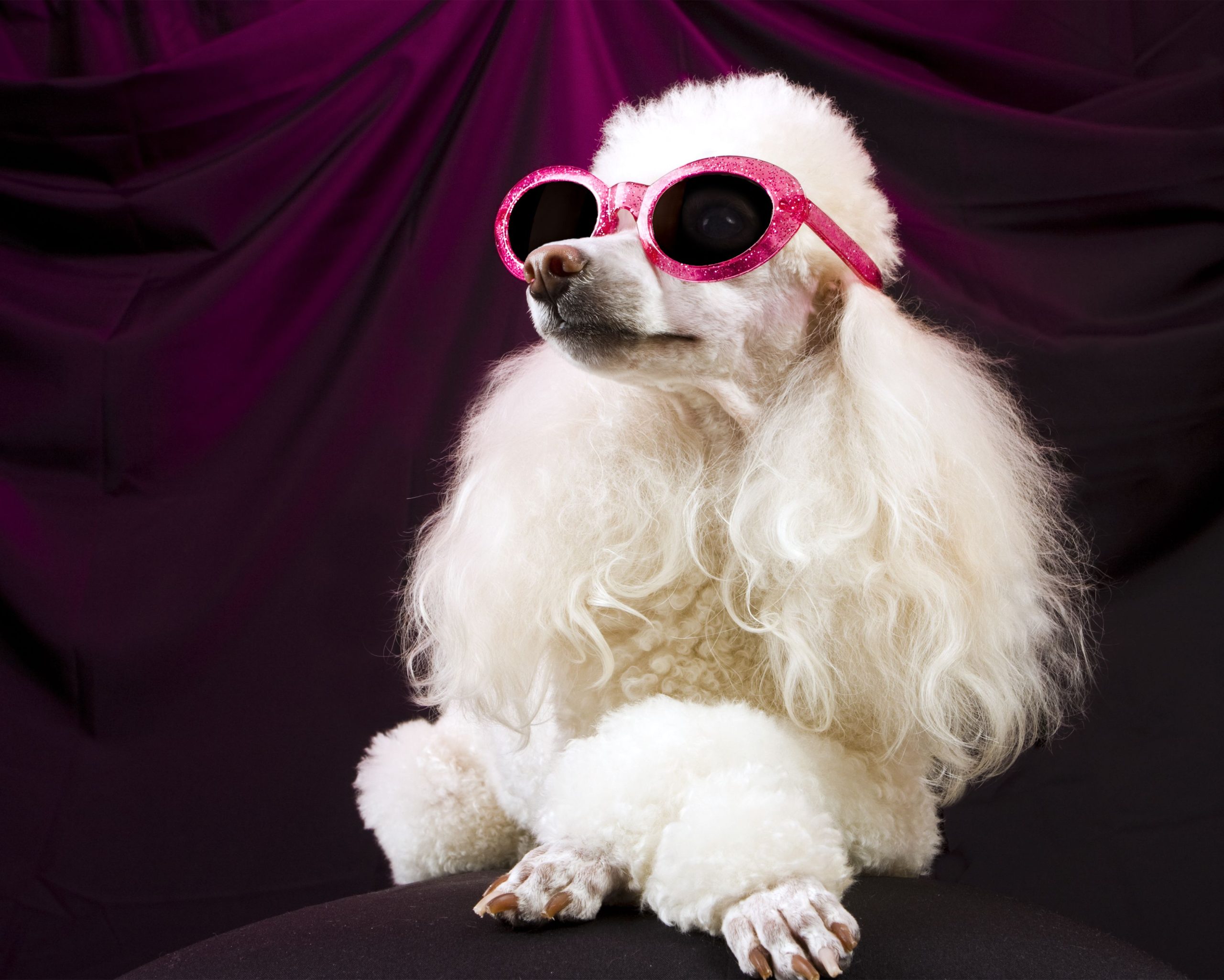 cachorro fêmea com óculos de armação rosa