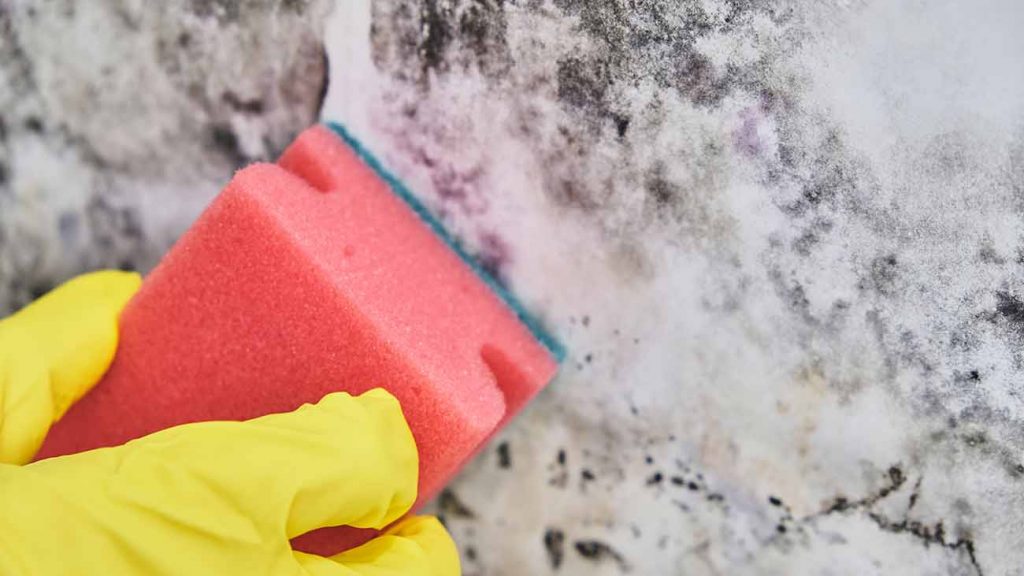 esponja para limpar mofo de parede