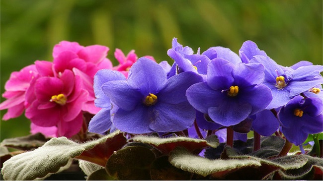 como cultivar violetas