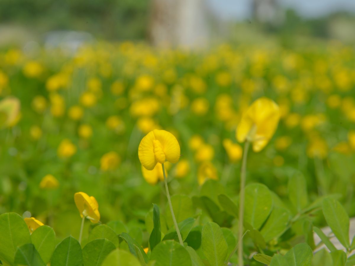 Flor amarela da grama amendoim