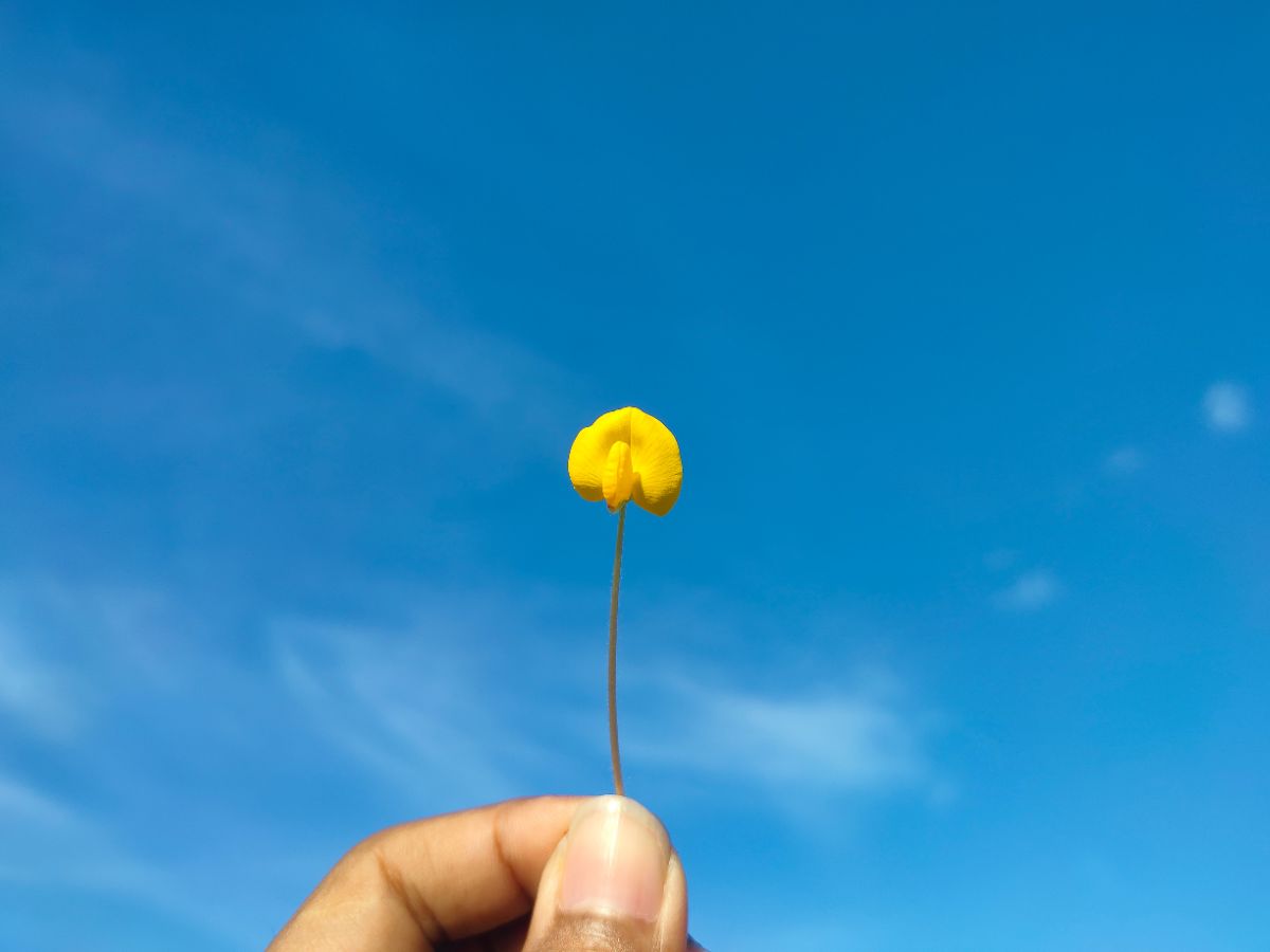 linda flor da grama amendoim