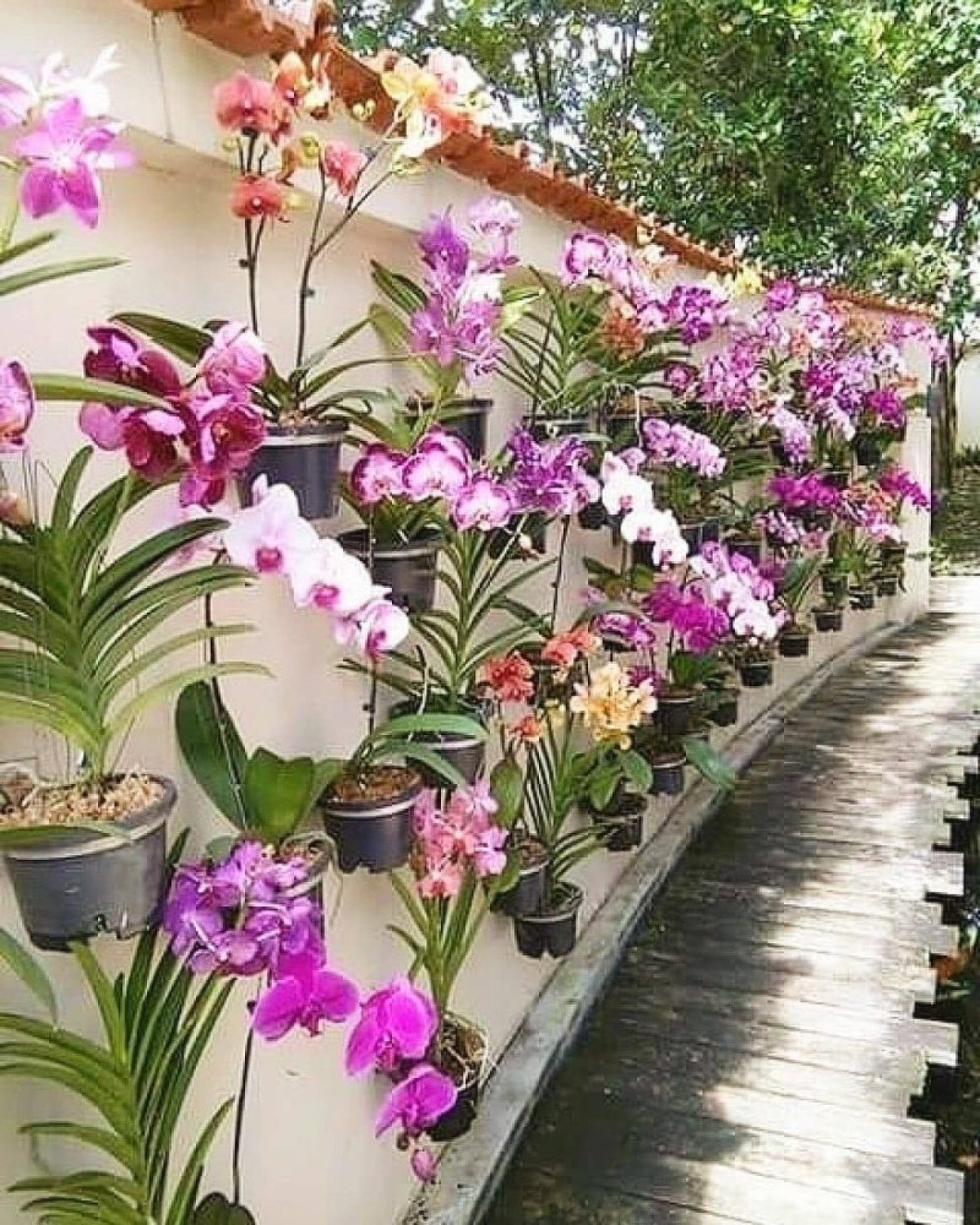 Esse tipo de orquídea vai dar um tom exuberante na decoração da sua casa -  HomeIT