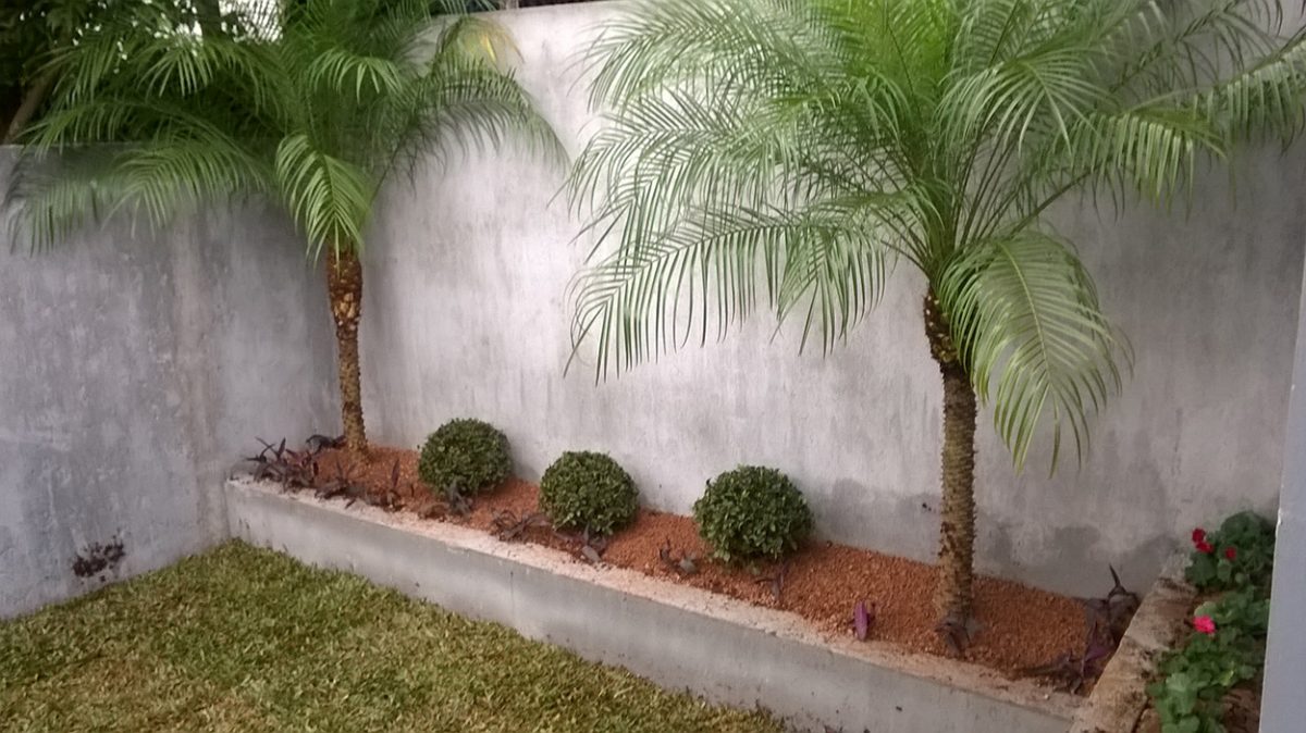 Canteiro de muro; Essas plantas e arranjos são opções interessantes para  seu lar - HomeIT