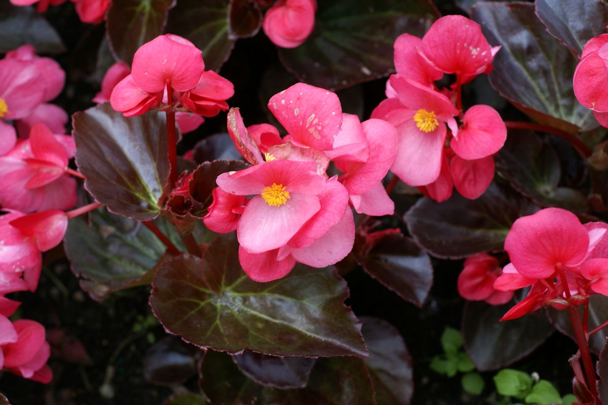 10 flores que gostam de sombra; conheça as principais espécies