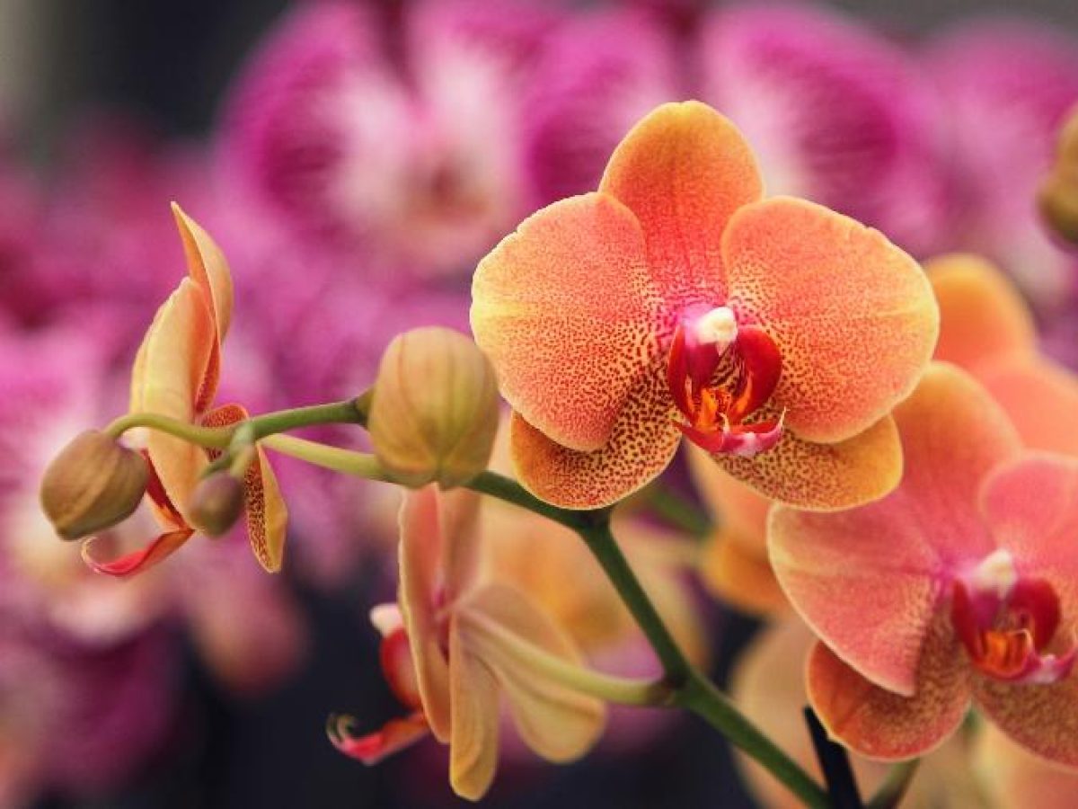 Os detalhes que garantem o plantio saudável de sua orquídea