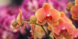 Os detalhes que garantem o plantio saudável de sua orquídea; faça da maneira correta
