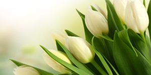 Sua tulipa ficará mais BONITA e SAUDÁVEL com essas 5 dicas pouco divulgadas