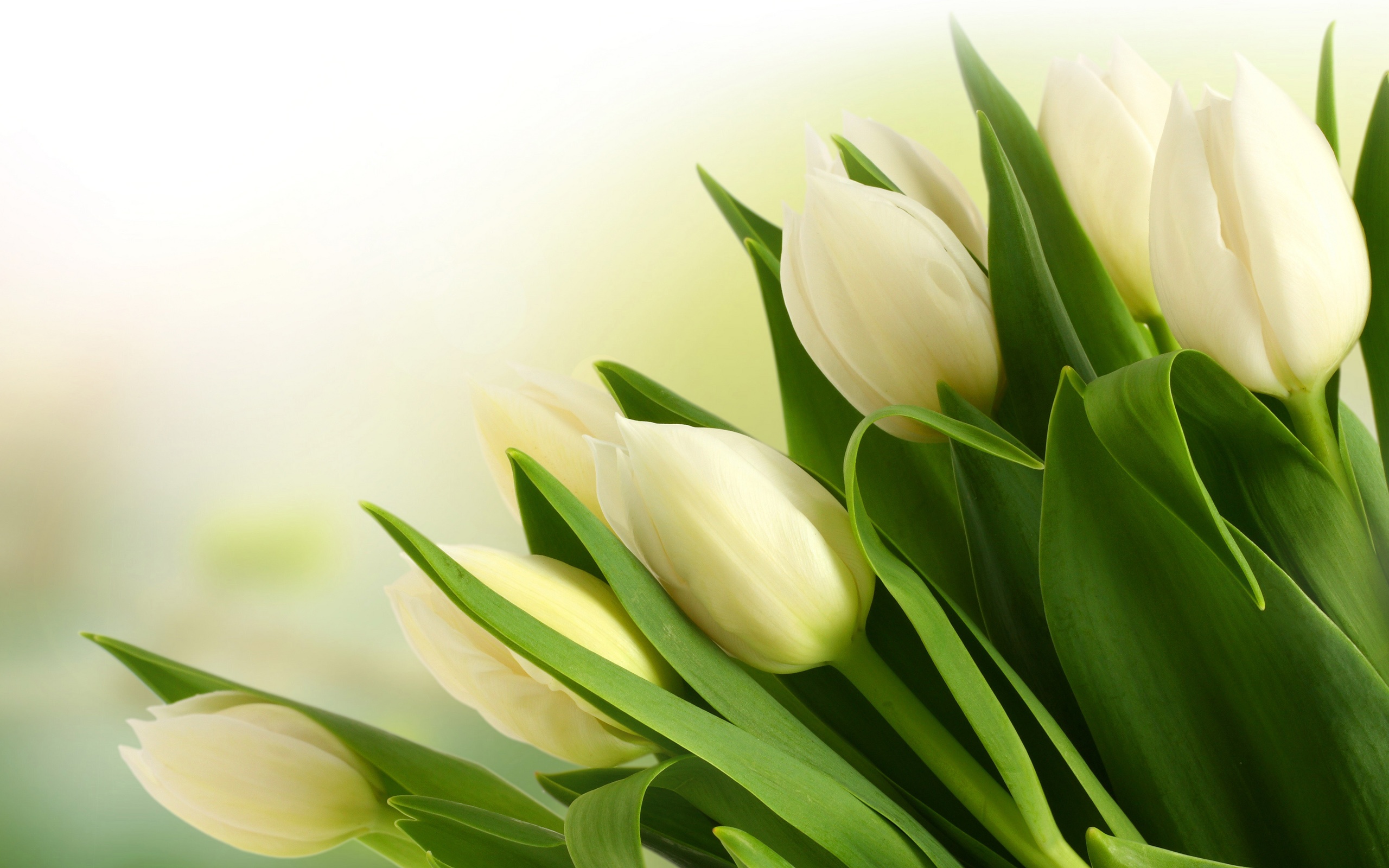 Sua tulipa ficará mais BONITA e SAUDÁVEL com essas 5 dicas pouco divulgadas