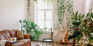 Esses são os tipos de plantas mais indicados para apartamentos; deixe seu lar mais vivo