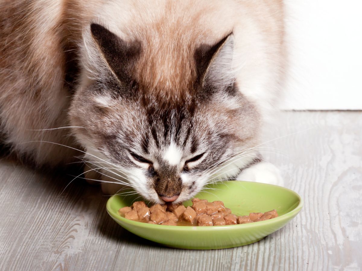 Cuide da alimentação do gato