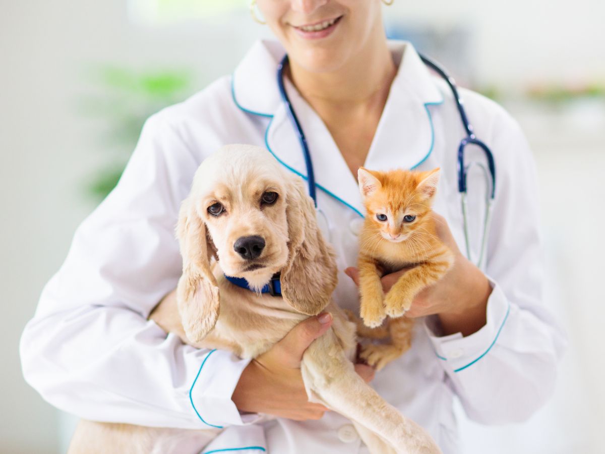 Consultas com o veterinário são importantes