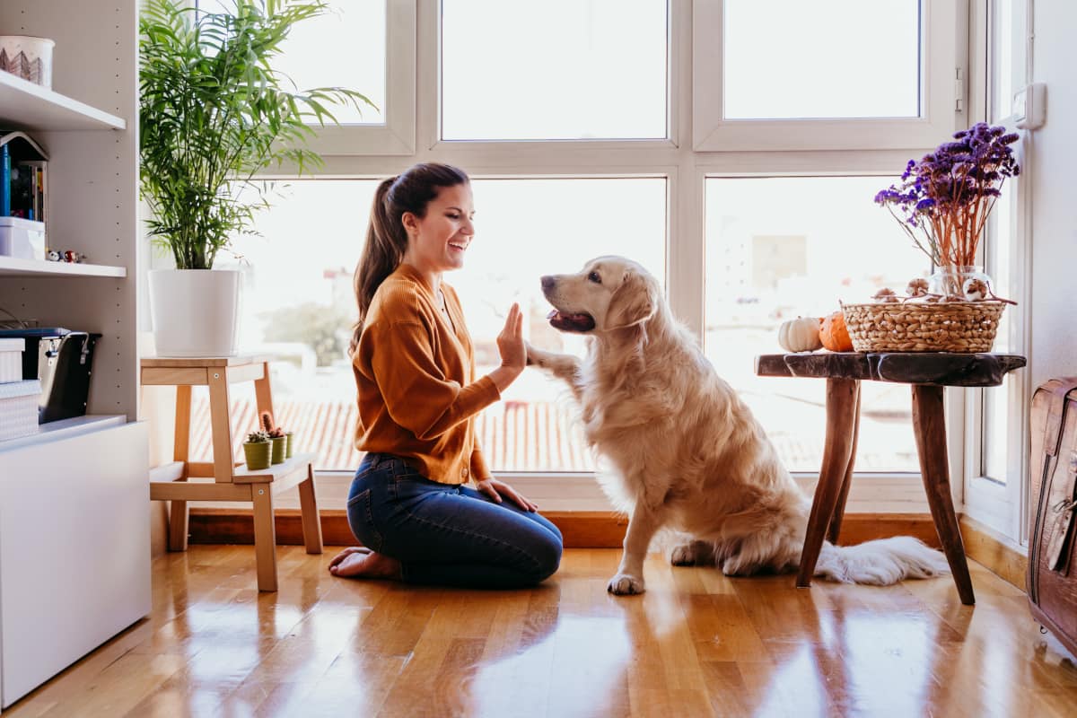 cachorro e mulher em apartamento