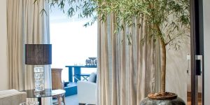Como cultivar bambu mossô; arrase na decoração do seu lar com essa planta cheia de estilo