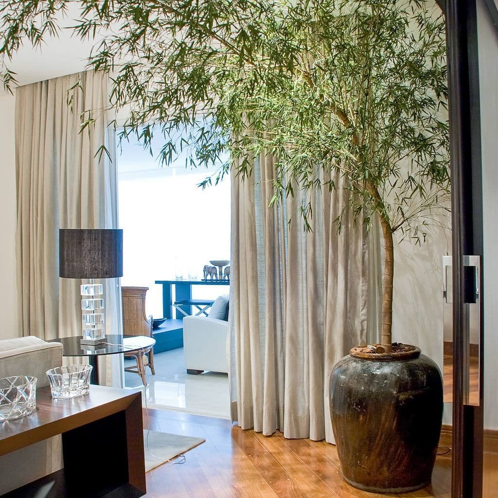 Como cultivar bambu mossô; arrase na decoração do seu lar com essa planta cheia de estilo