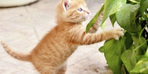 gato brincando com planta