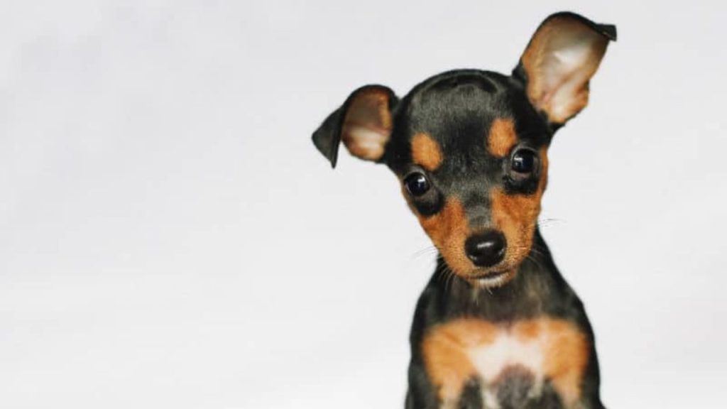 10 melhores raças de cachorros para apartamento; saiba se o seu se adapta bem a esse espaço