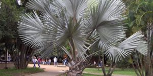 Como plantar palmeira azul; dicas para embelezar o seu jardim com essa espécie ornamental