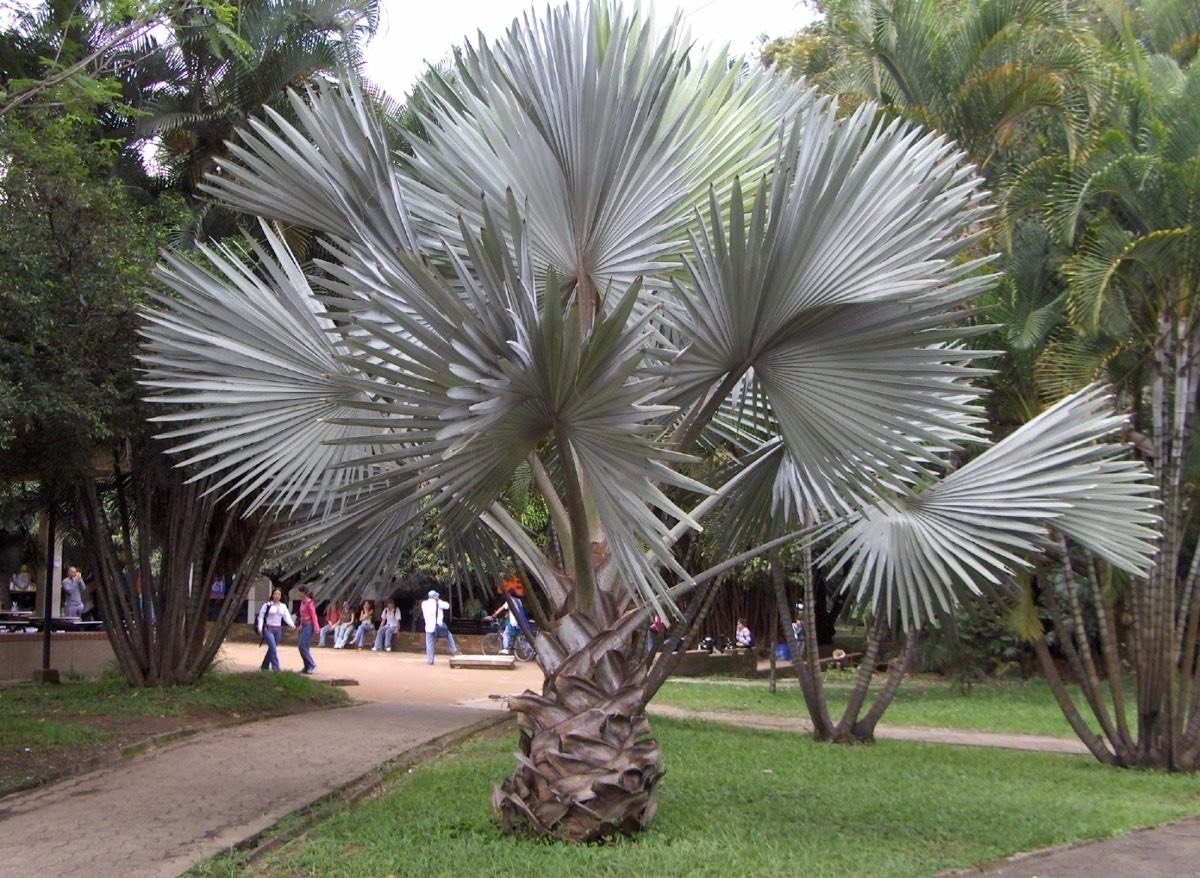 Como plantar palmeira azul; dicas para embelezar o seu jardim com essa espécie ornamental