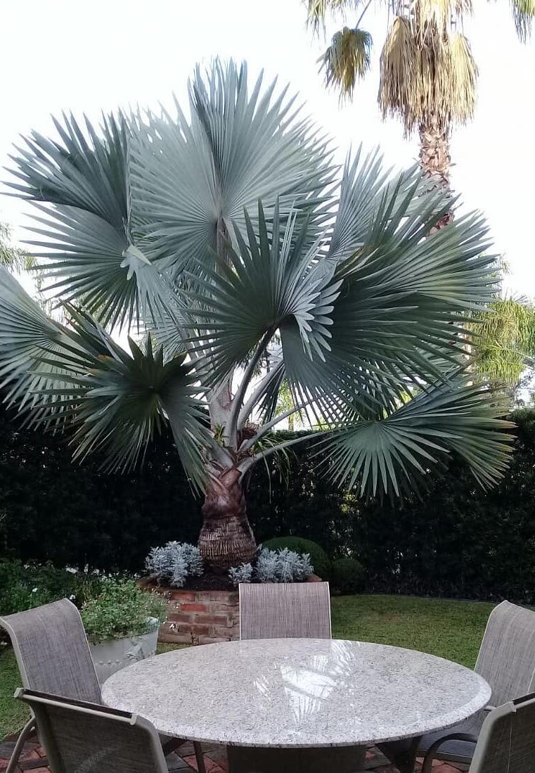 palmeira azul em jardim