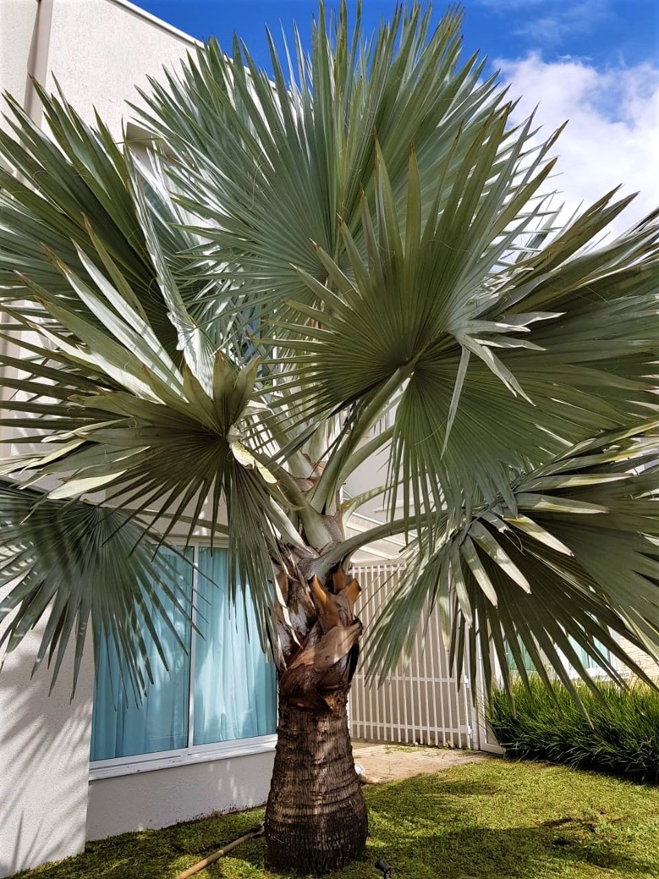 palmeira azul