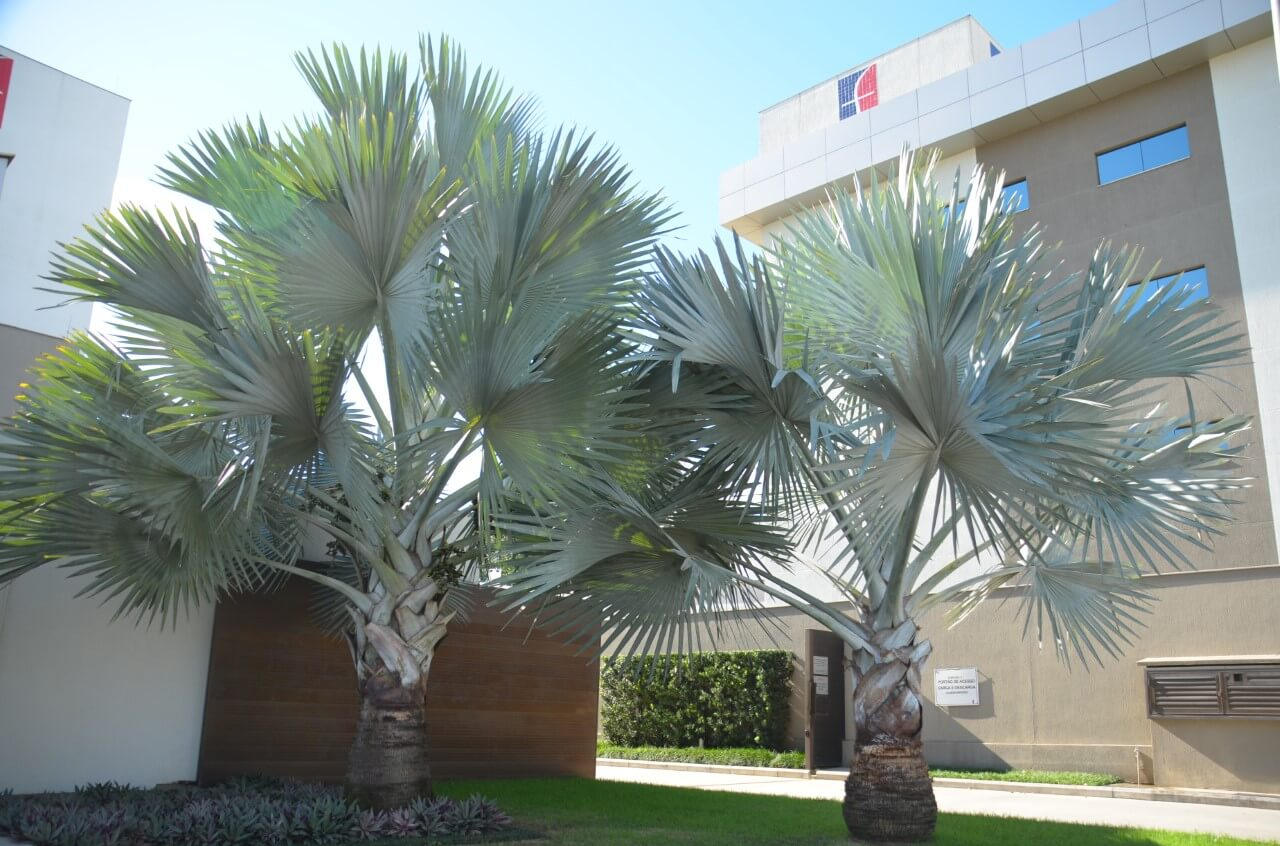 palmeiras azul