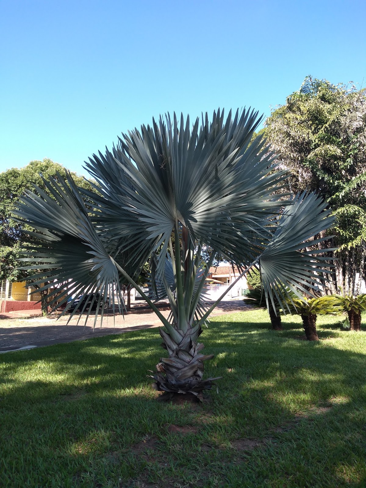 planta palmeira azul
