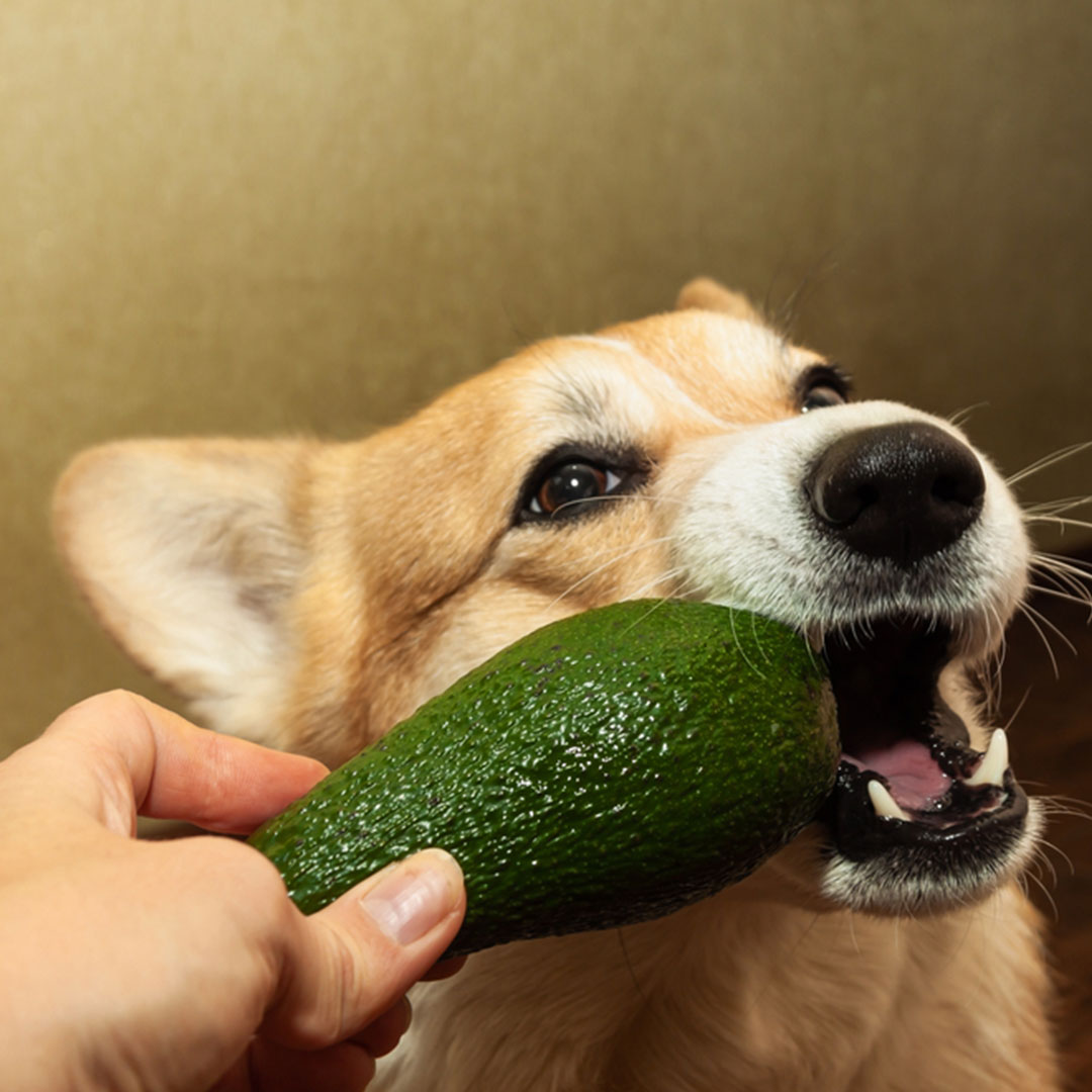 cachorro com abacate