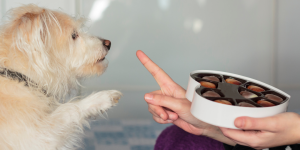 cachorro e pessoa com chocolate na mão