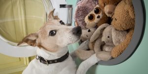 cachorro e ursinhos de pelúcia em máquina de lavar