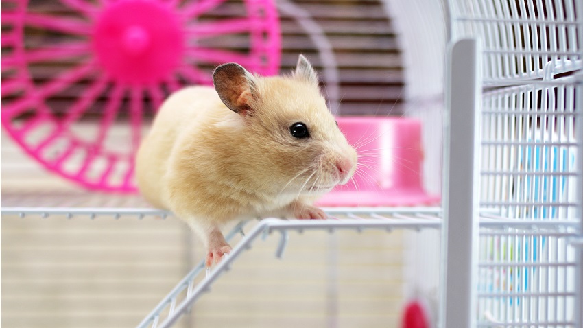 Como criar e cuidar de seu hamster; o jeito CERTO para seu roedor ser feliz e saudável
