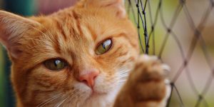 O que fazer para seu gato não fugir de casa? 5 soluções simples para garantir a segurança do bichano