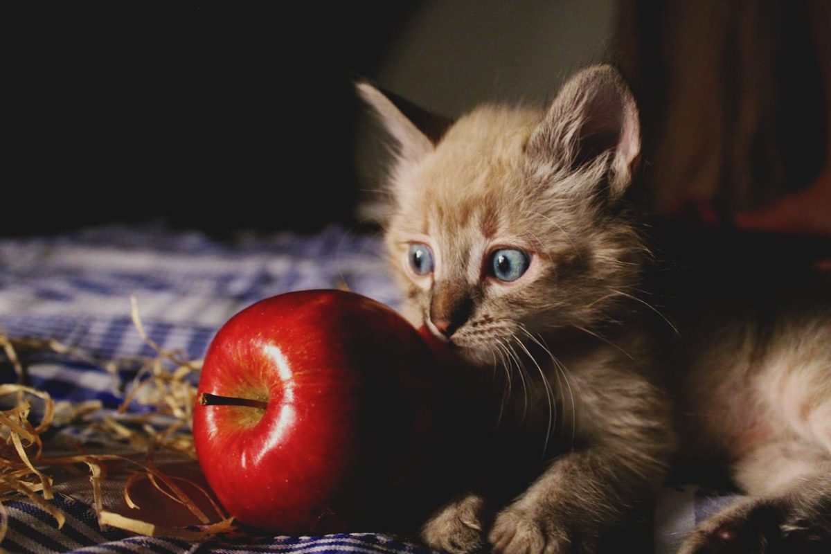 gato com maçã