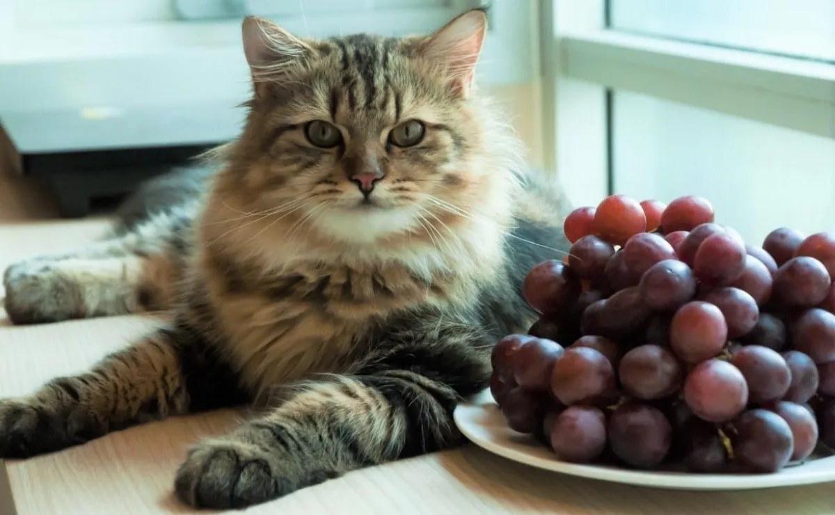gato com uvas