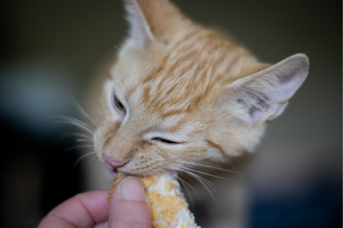 gato comendo pão
