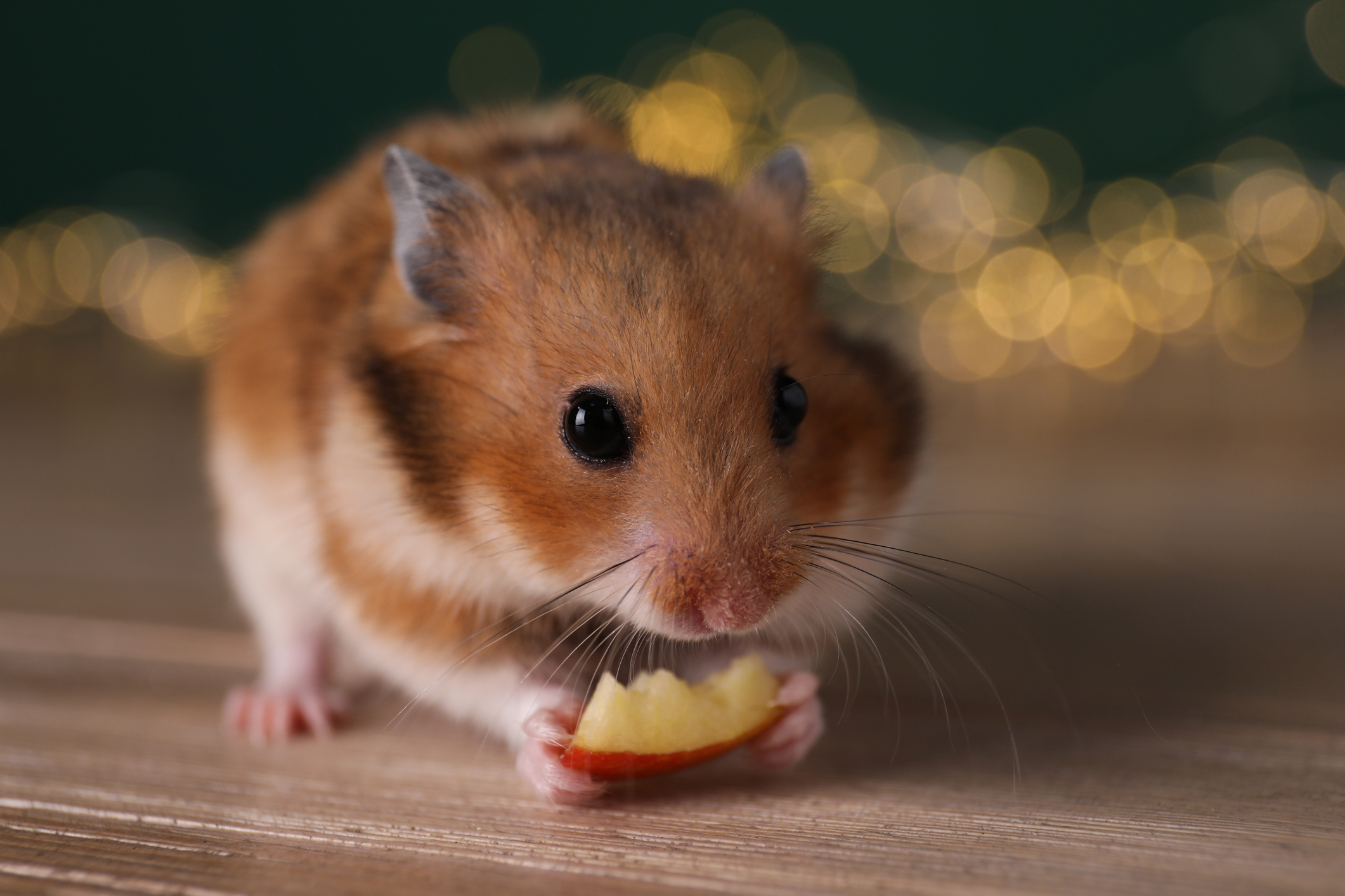 hamster comendo maçã