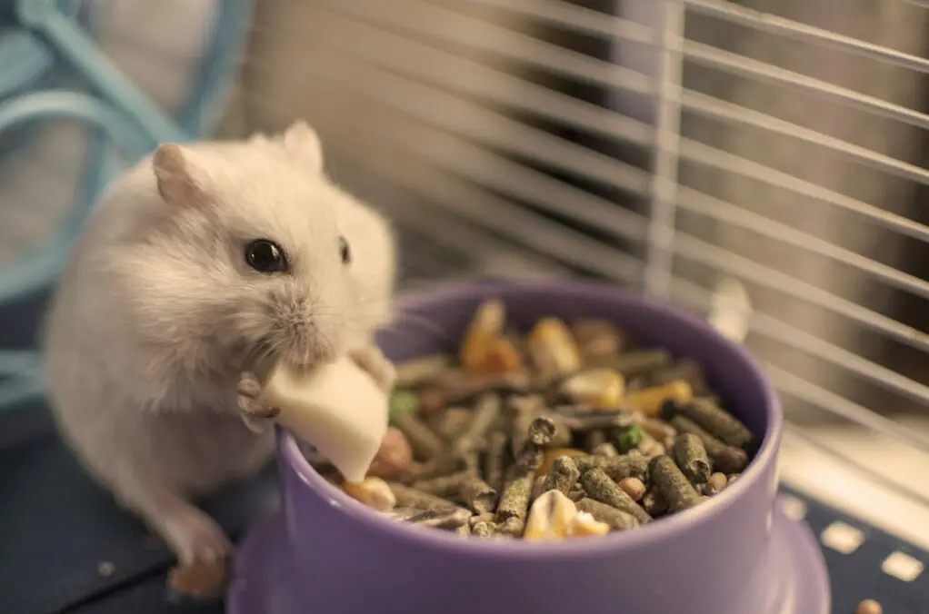 hamster se alimentando