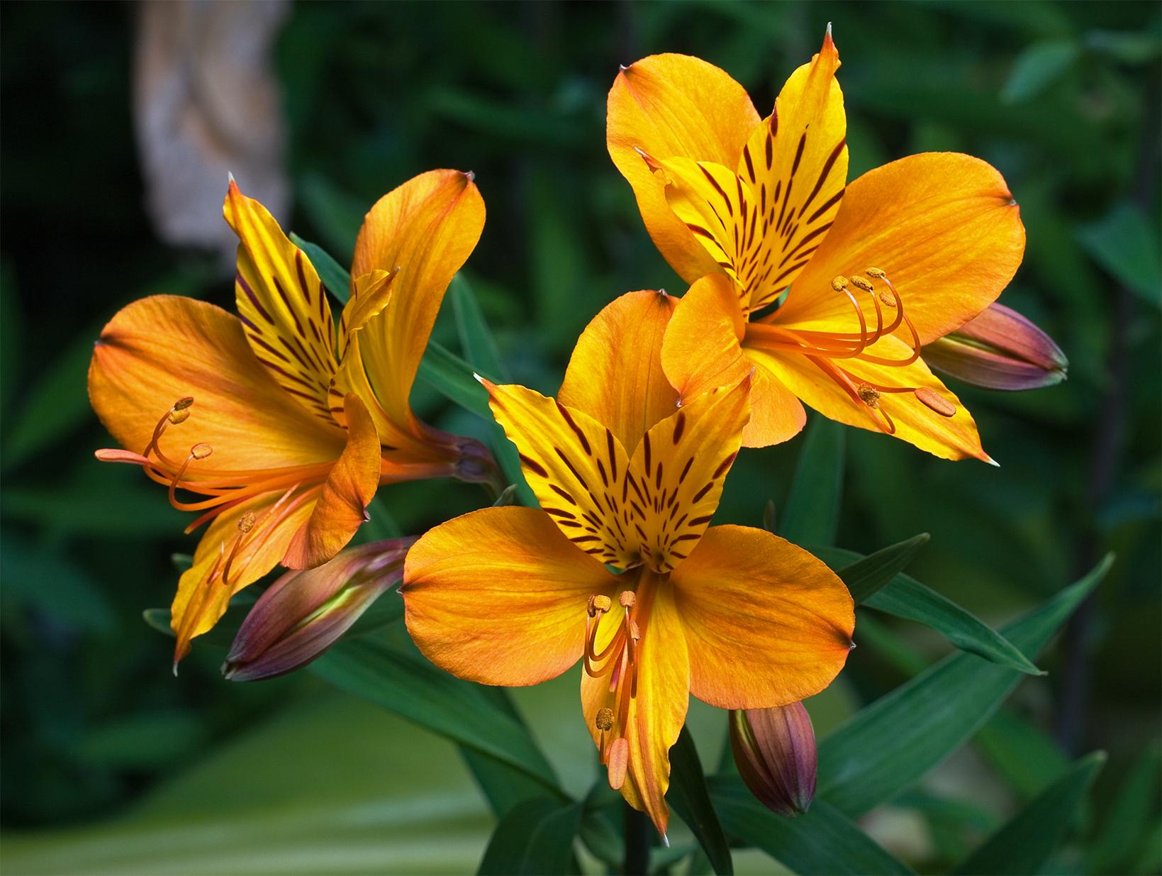 Como plantar e cuidar de astromélias; aprenda mais sobre essa flor deslumbrante