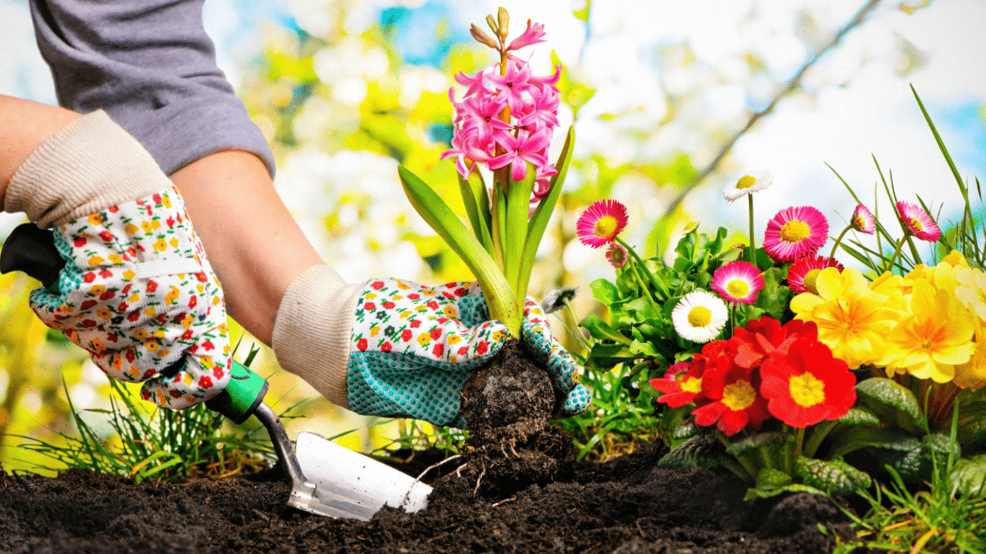 8 dicas de jardinagem para iniciantes: entenda como começar a cuidar de plantas e se dar bem