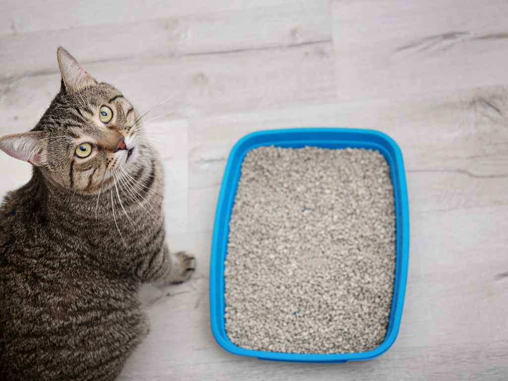 gato com caixa de areia
