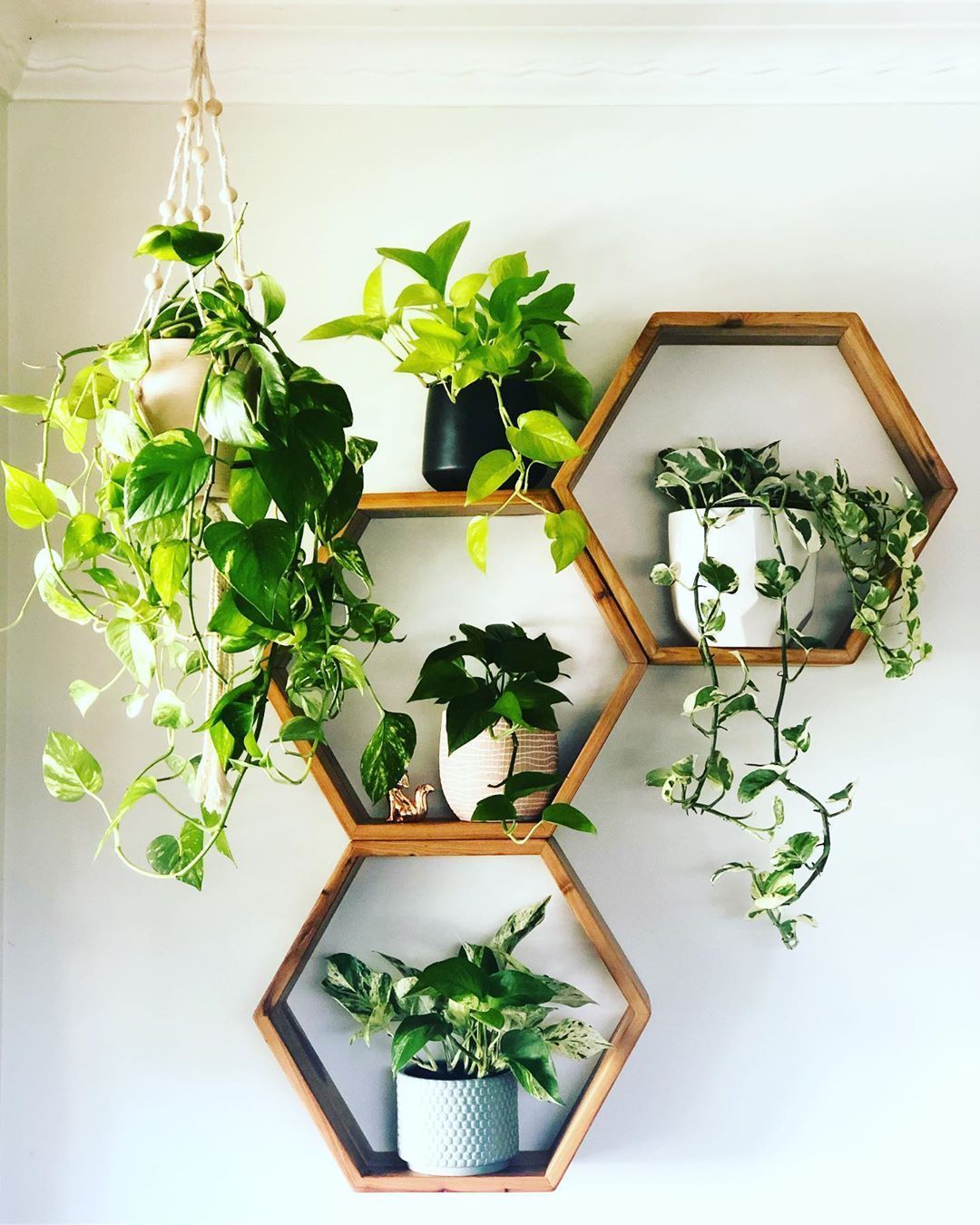 plantas na decoração da parede
