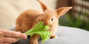 Alimentação do coelho: entenda como funciona a dieta de seu pet para não cometer erros