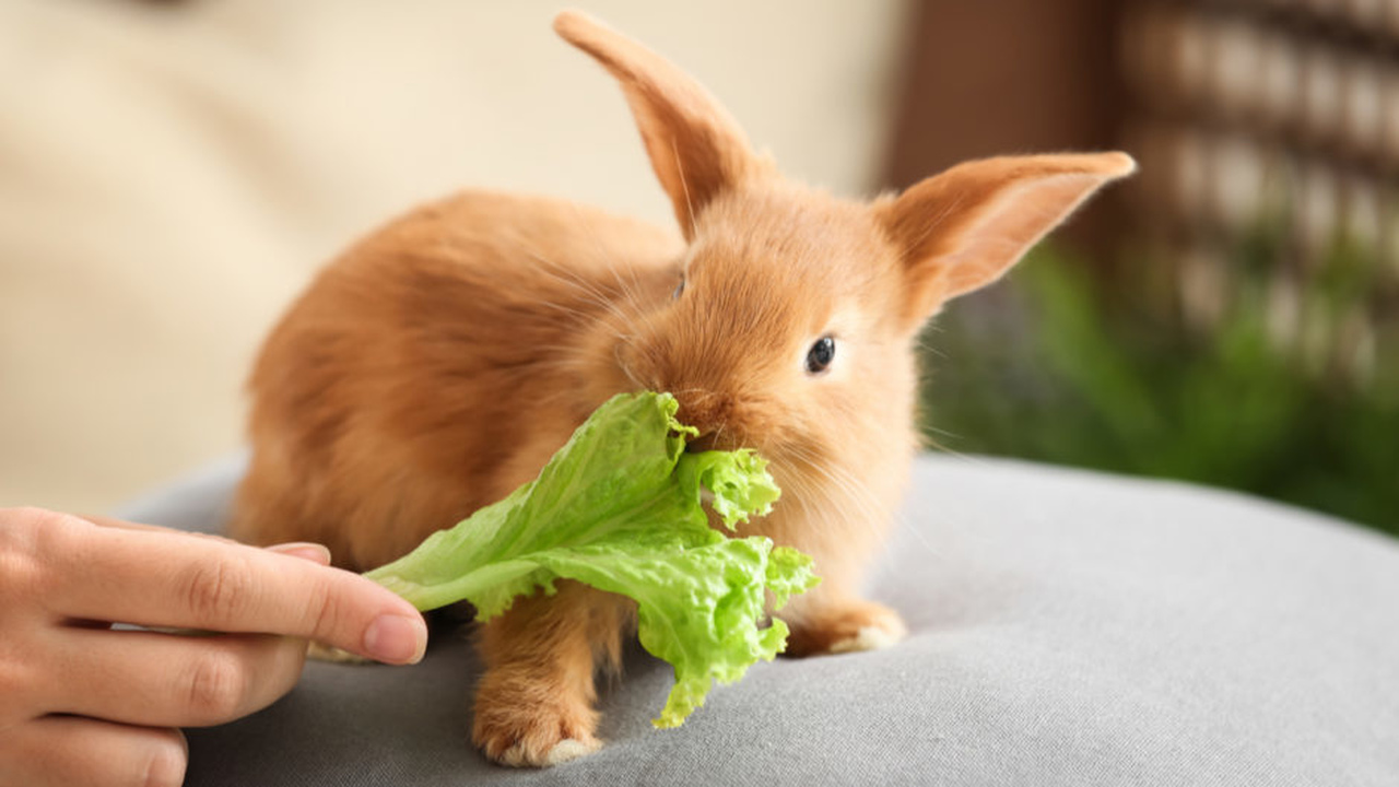 Alimentação do coelho: entenda como funciona a dieta de seu pet para não cometer erros